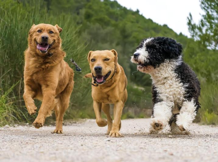 Honden uit de roedel van Hus Woeffies